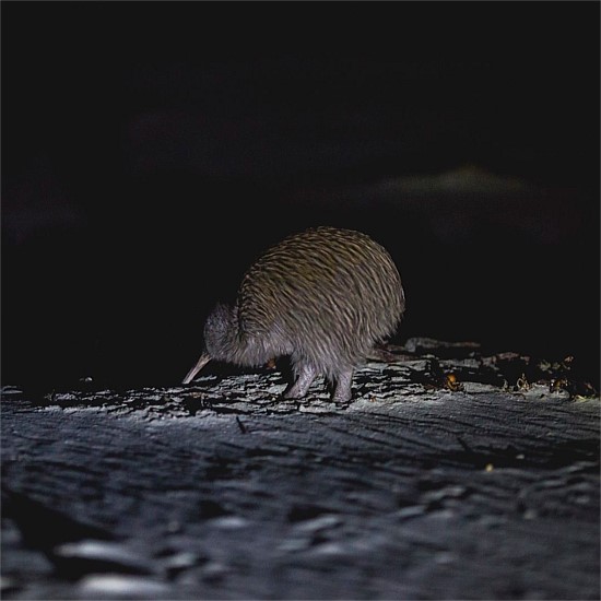 Stewart Island Wild Kiwi Encounter