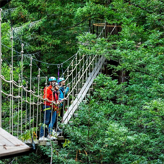 Experience the best Rotorua''s Redwood Forest by day & night