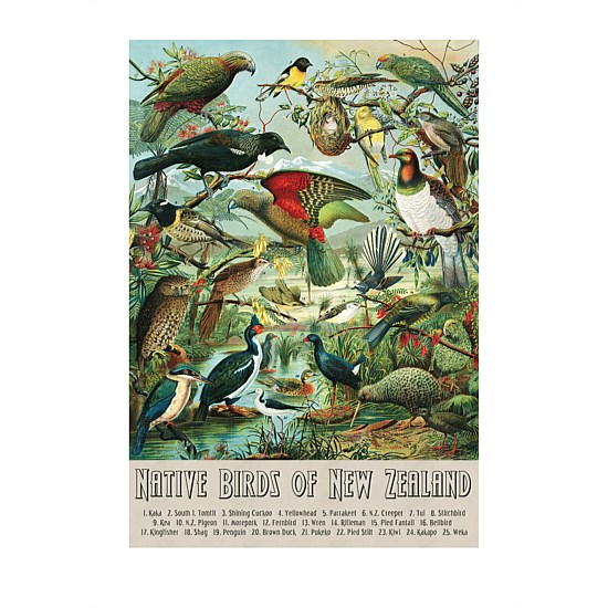 Native Birds of New Zealand A2 Print