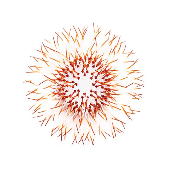 Kina - Burnt Orange