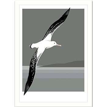 Framed Art Print - Antipodean Albatross