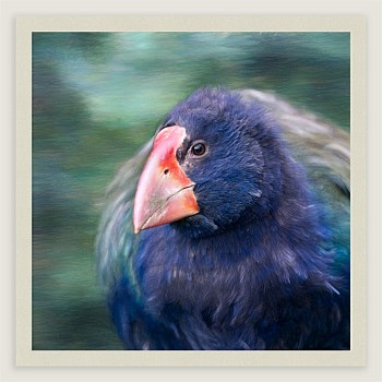 The Little Rascal (Takahē)