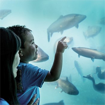 Underwater Experience